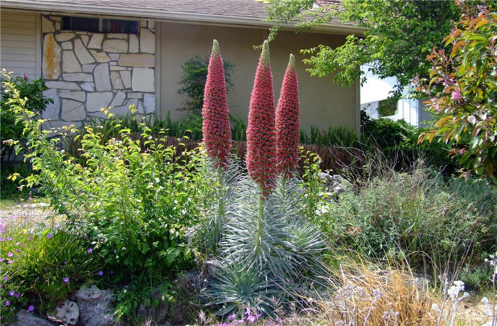 Plant photo of: Echium wildprettii