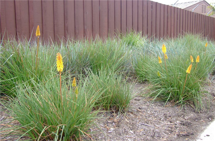 Malibu Yellow Red Hot Poker