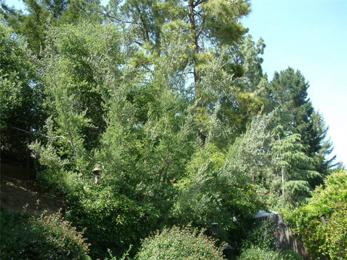 Leptospermum laevigatum