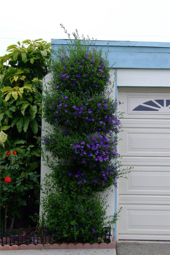 Blue Potato Bush