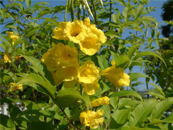 Yellow Bells, Yellow Elder