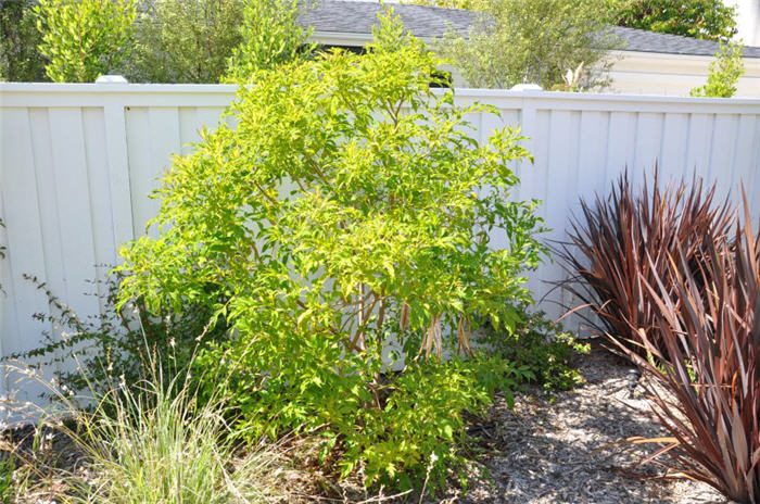 Plant photo of: Tecoma stans