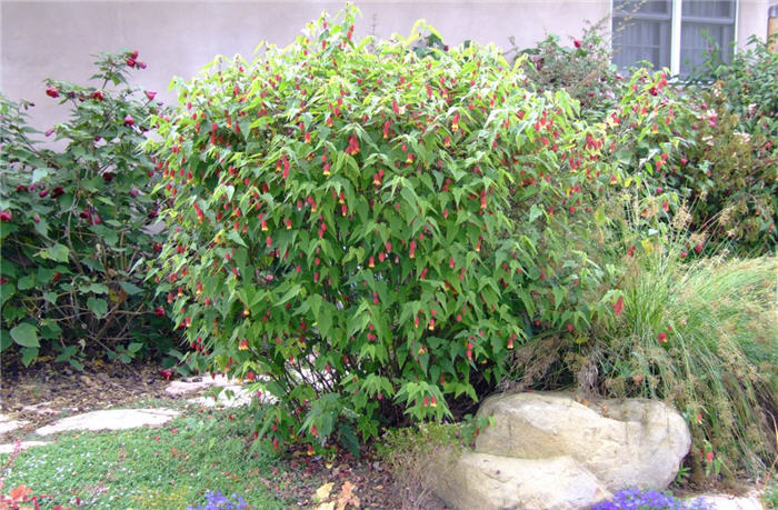 Plant photo of: Abutilon megapotamicum