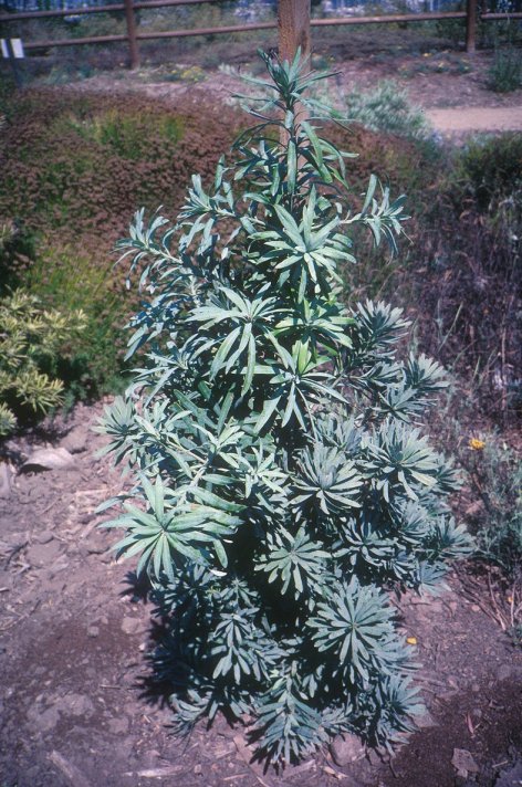 Podocarpus latifolius