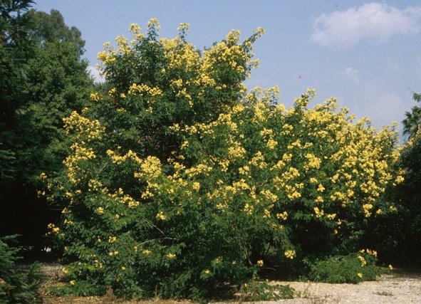 Senna splendida