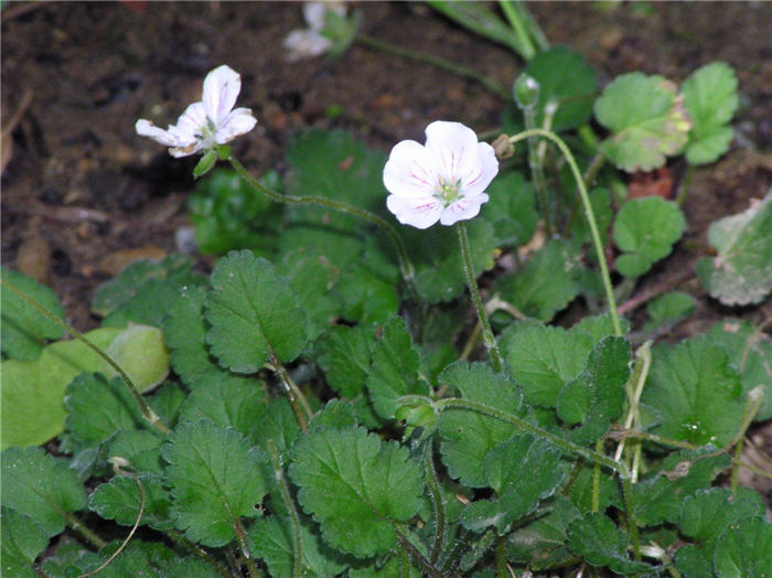 Plant photo of: Erodium reichardii