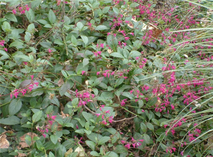 Salvia chiapensis