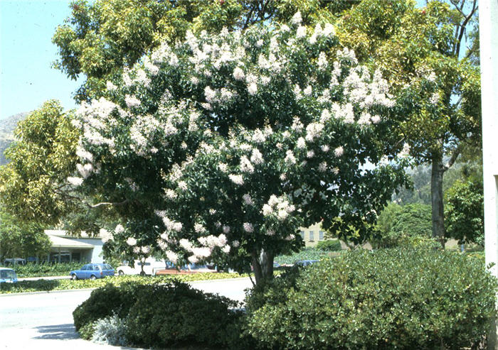 Cape Chestnut