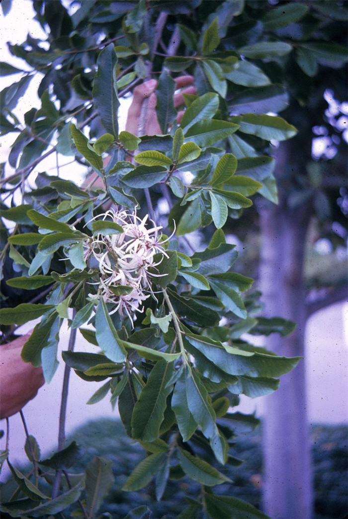 Plant photo of: Calodendrum capense