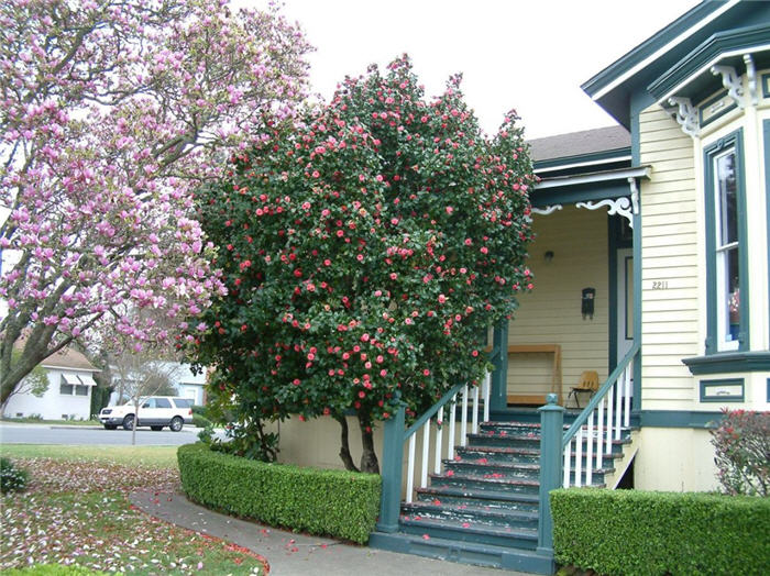 Plant photo of: Camellia japonica