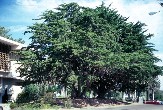 Monterey Cypress