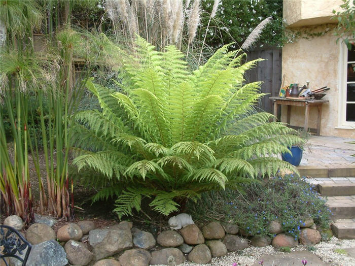 Plant photo of: Dicksonia antarctica