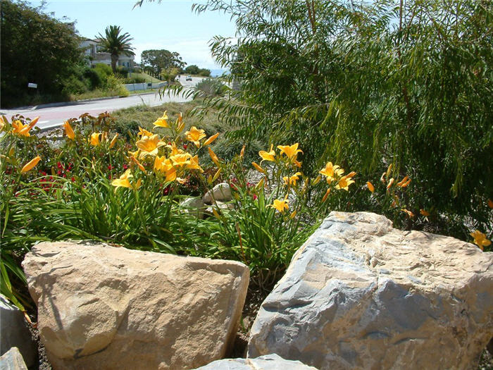 Plant photo of: Hemerocallis hybrids