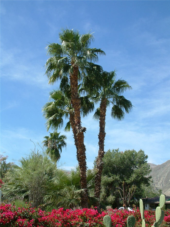 Washingtonia robusta