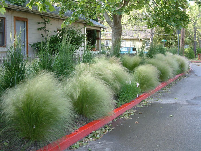 Mexican Feather Grass