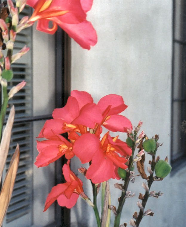 Common Garden Canna