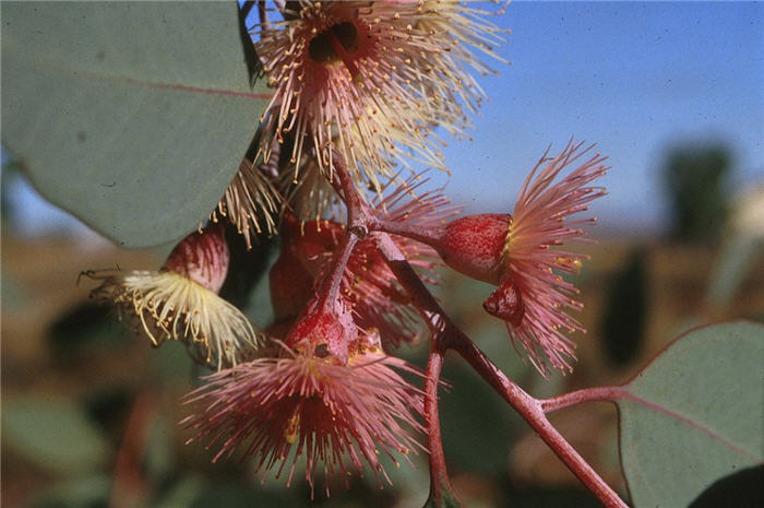 Plant photo of: Eucalyptus sideroxylon