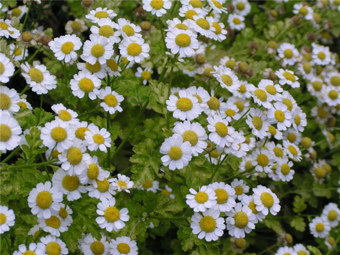 Feverfew