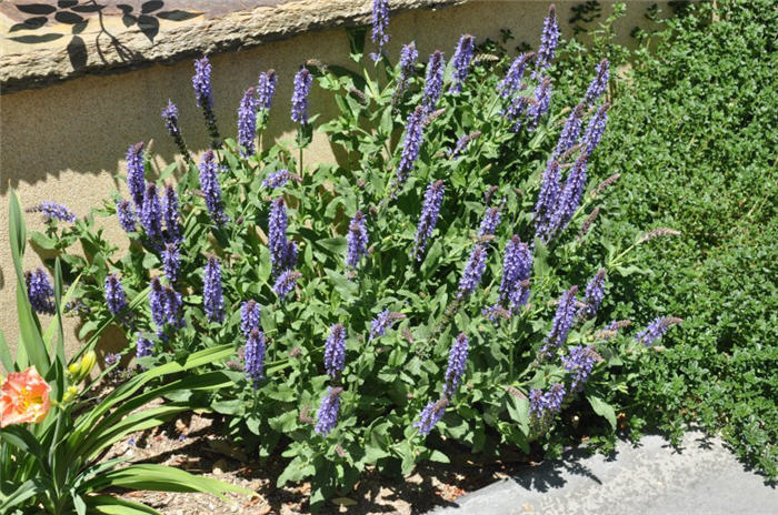 Salvia farinacea