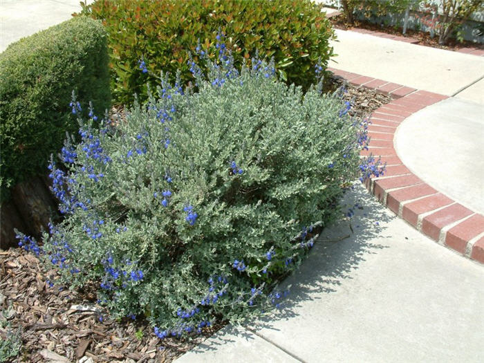 Germander Sage, Mexican Blue Sage