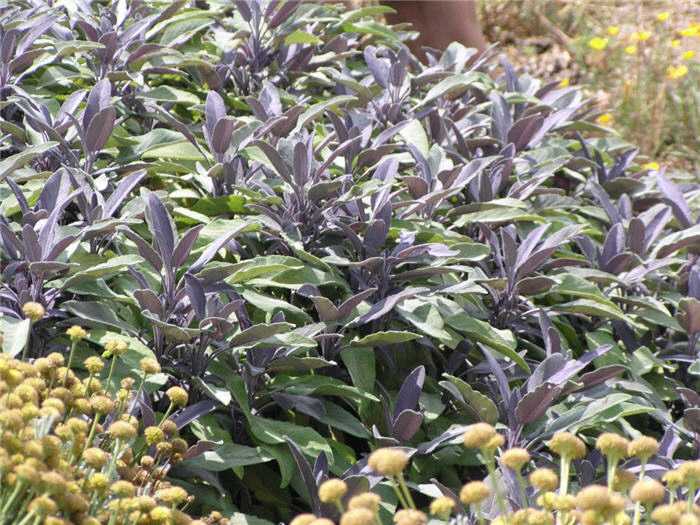 Salvia officinalis 'Purpurascens'