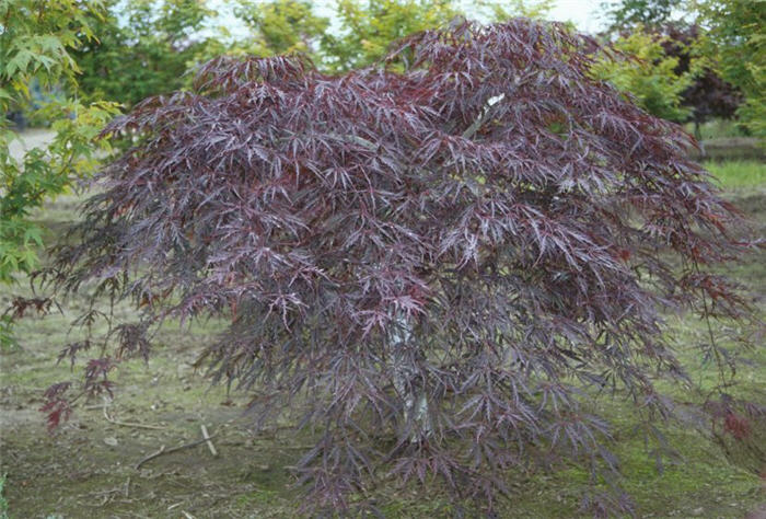 Acer palmatum ' Inabashidare'