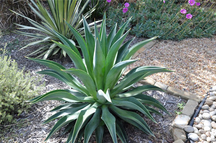 Dwarf Smooth Agave