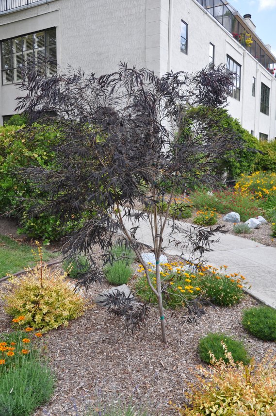 Plant photo of: Agonis flexuosa 'Jervais Bay After Dark'