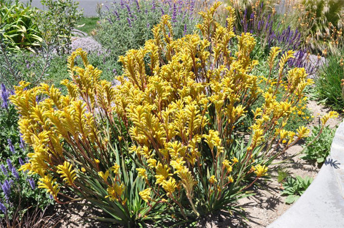 Anigozanthos flavidus 'Bush Gold'