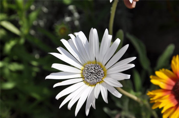 Plant photo of: Arctotis grandis 'Blue Eyed Daisy