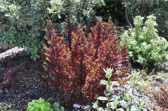 Plant photo of: Coprosma ?County Park Red'