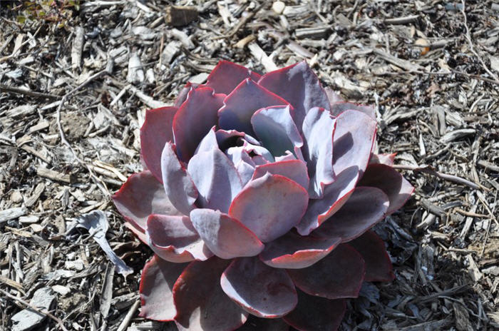 Echeveria ?Afterglow'