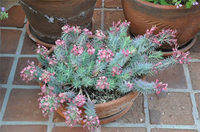 Chartreuse Euphorbia