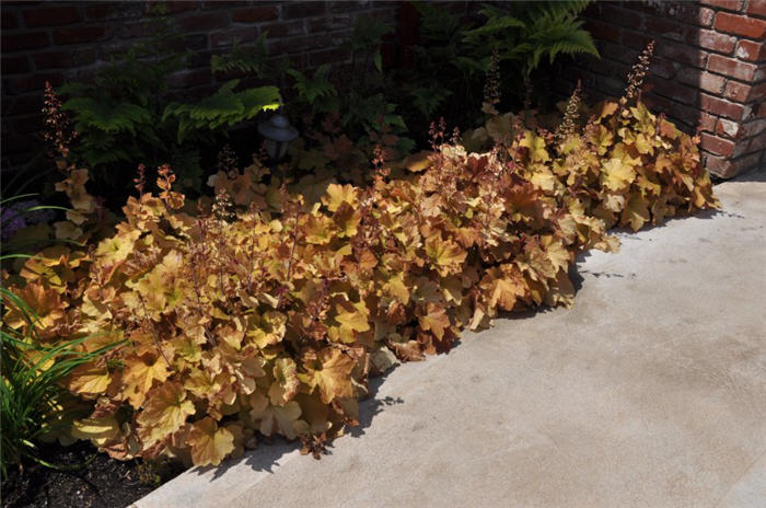 Heuchera 'Peach Melba'