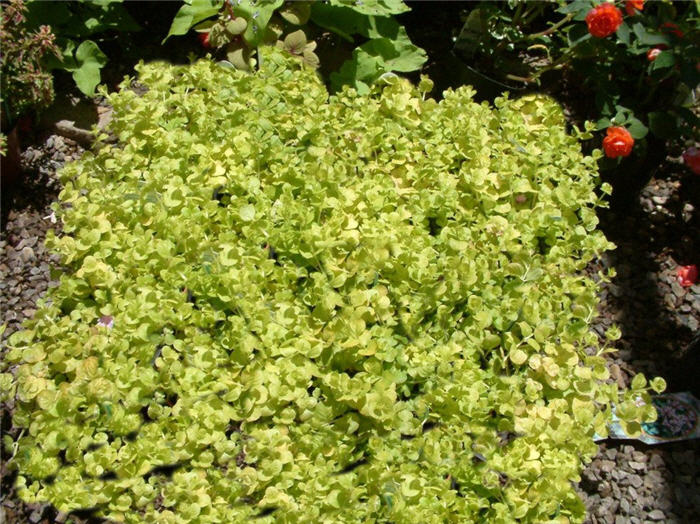 Golden Creeping Jenny, Moneywort