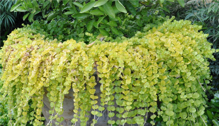 Plant photo of: Lysimachia nummularia 'Aurea'