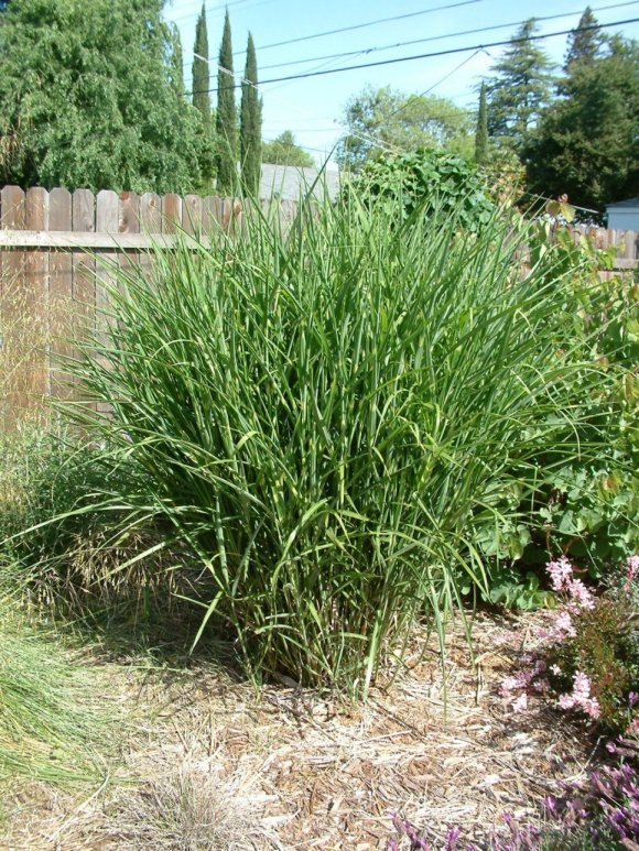 Zebra Grass