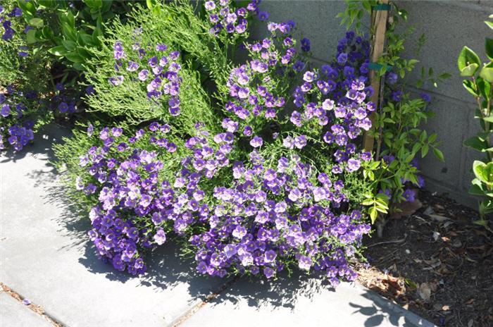 Nierembergia caerulea 'Purple Robe'