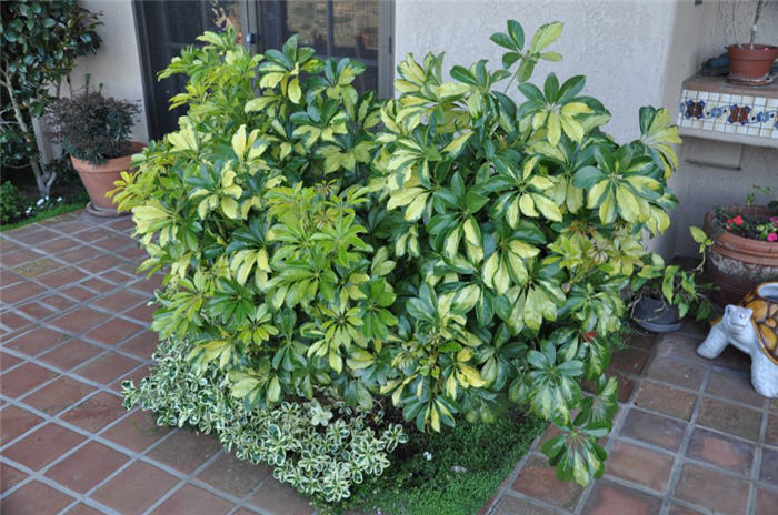 Schefflera arboricola variegata