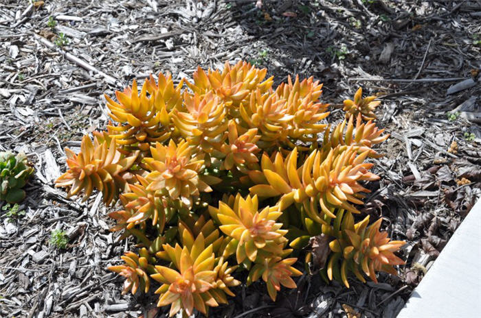 Orange Sedum