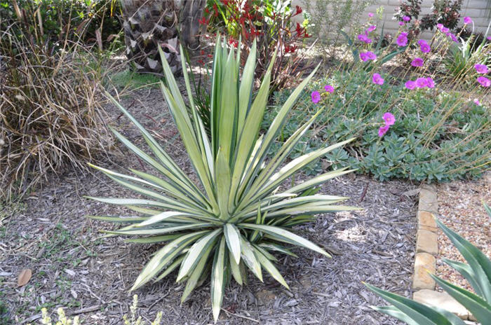 Variegated Gloriosa Yucca