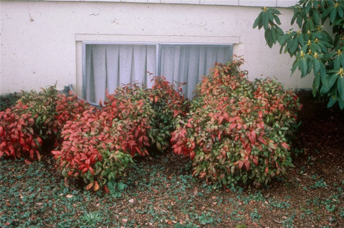 Nandina domestica 'Compacta'