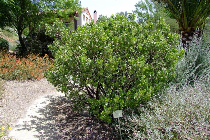 Manzanita, Dr. Hurd