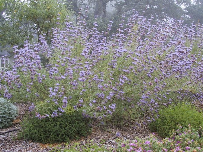 Plant photo of: Salvia clevelandii 'Winnifred Gillman'