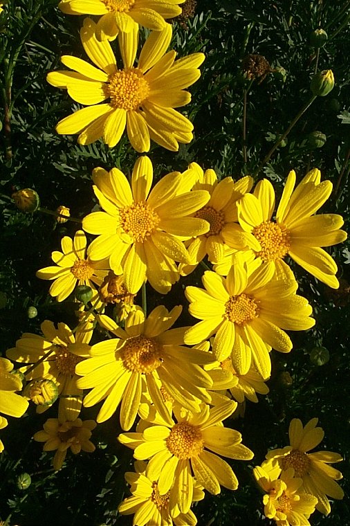 Euryops pectinatus