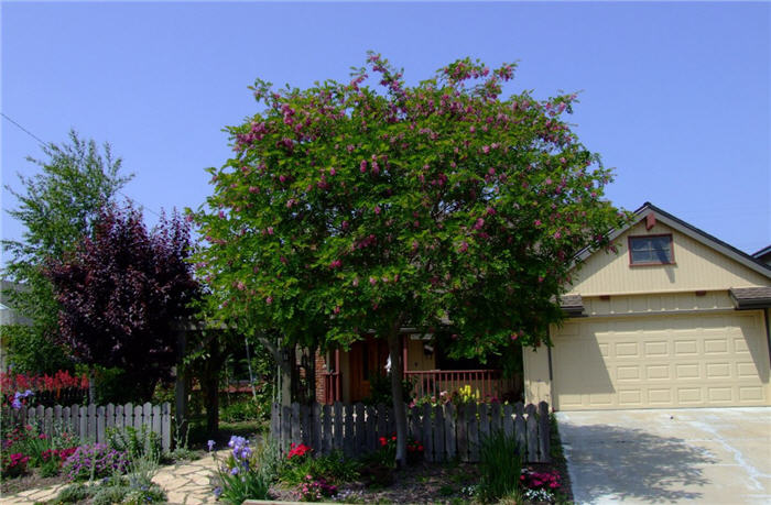 Plant photo of: Robinia X ambigua 'Purple Robe'