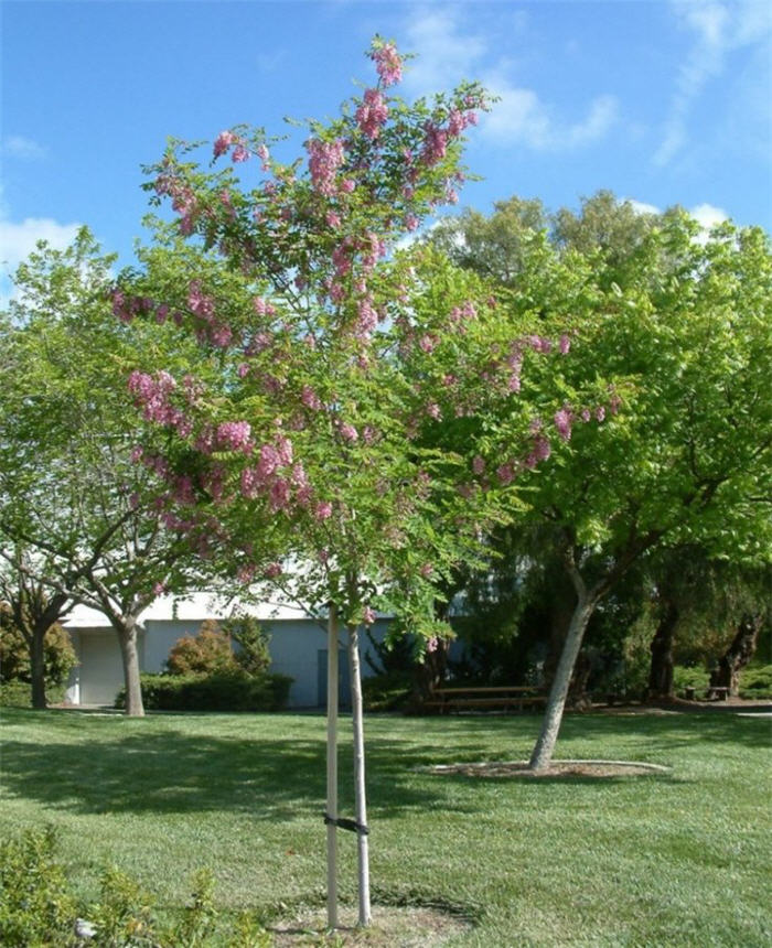 Plant photo of: Robinia X ambigua 'Purple Robe'