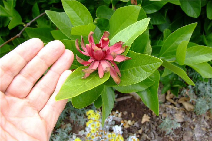 Plant photo of: Calycanthus occidentalis