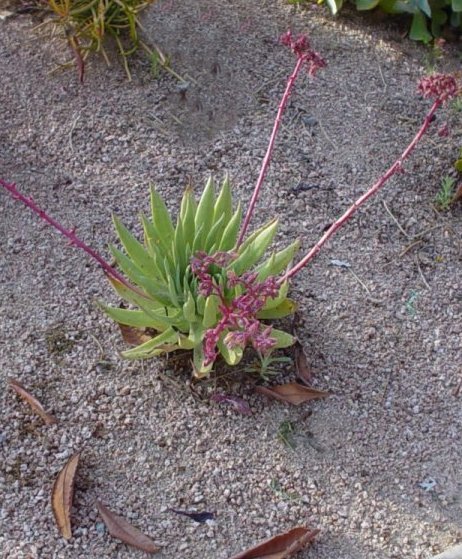 Dudleya