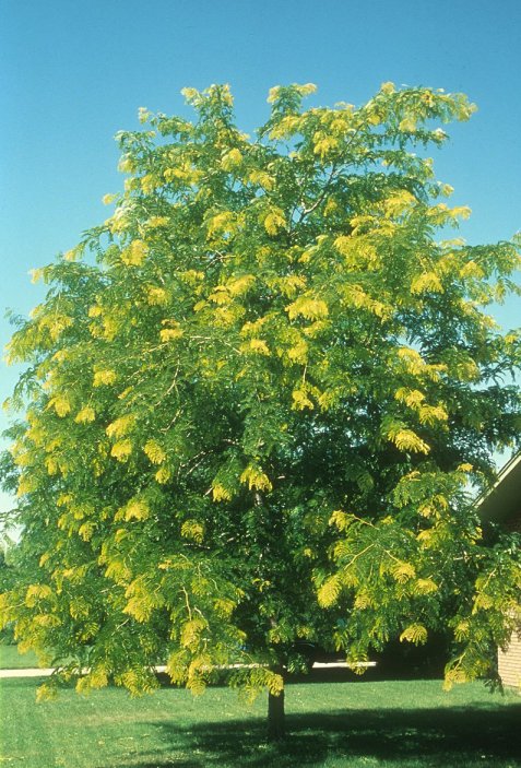 Plant photo of: Gleditsia tricanthos 'Sunburst'